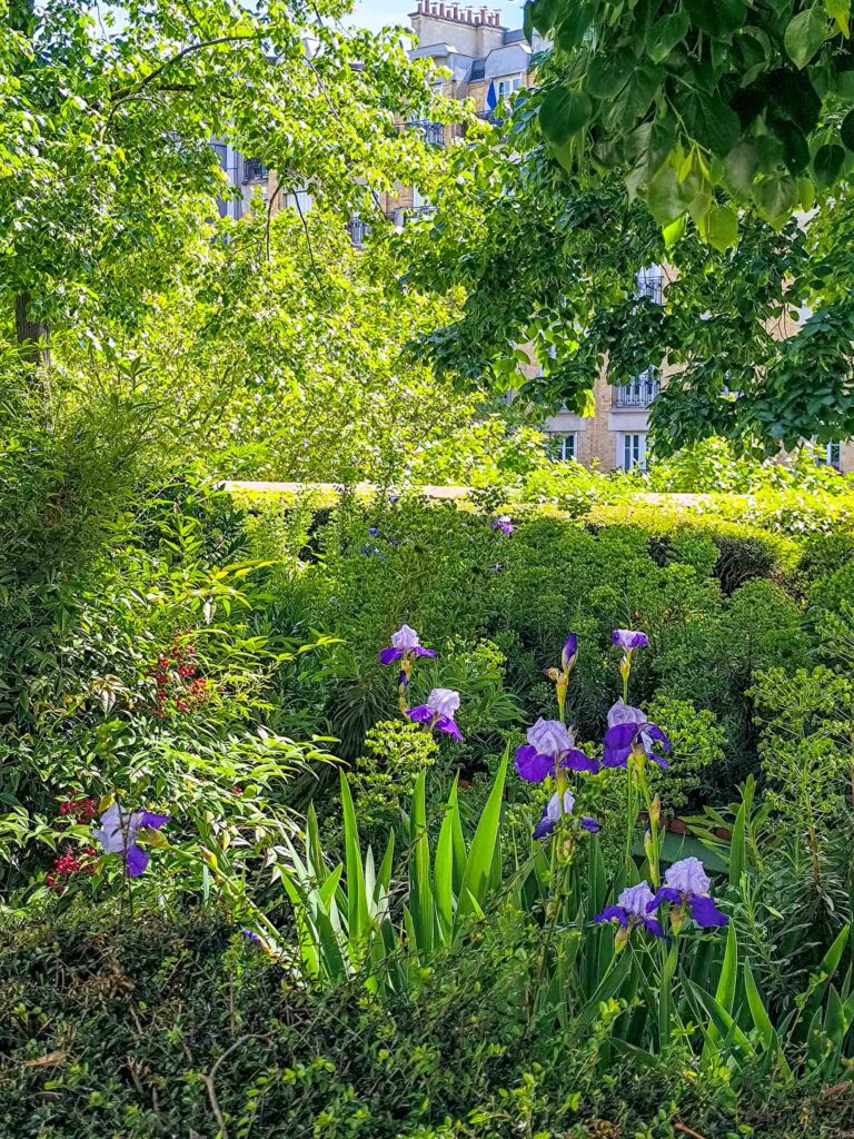 promenade plantee irises